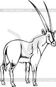 Gemsbok - vector clipart