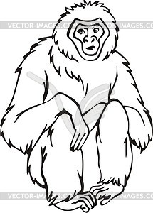 Gibbon - vector clipart