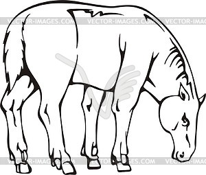 Hipparion - vector clipart