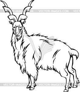 Markhor - vector clipart