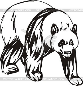 Panda - vector image