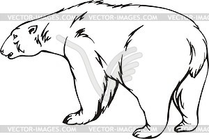 Polar bear - vector clipart