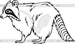 Raccoon - vector clipart / vector image