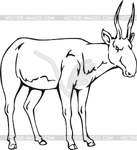 Saiga - vector clipart