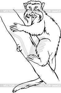 Tamarin - vector clipart