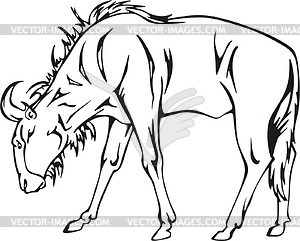 Wildebeest - vector clipart