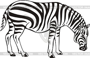 Zebra - royalty-free vector clipart