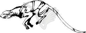 Leopard - color vector clipart