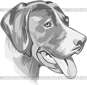 Rottweiler - vector image