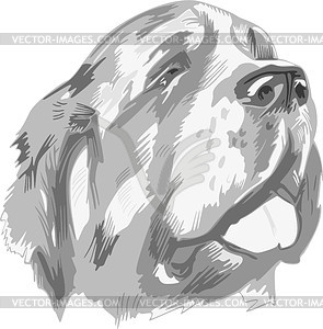 St. Bernard dog - vector image