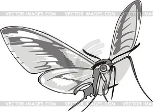 Butterfly - vector image