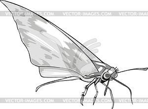 Butterfly - vector clipart