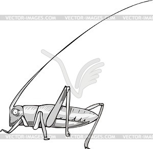Grasshopper - vector clip art