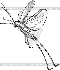 Insect - royalty-free vector image