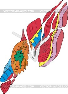 Biomechanics - vector image