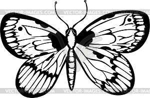 Бабочка - рисунок в векторном формате