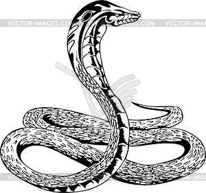 Snake - royalty-free vector clipart