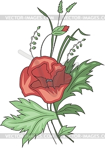 Poppy inflorescence and bud - vector clipart