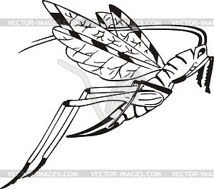 Grasshopper - vector clip art