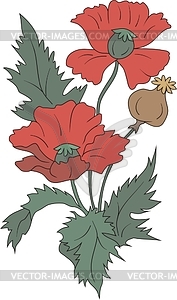 Poppy inflorescence and seeds - vector clipart