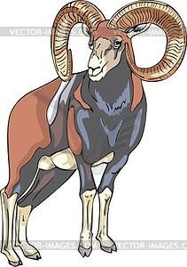 Argali - vector image