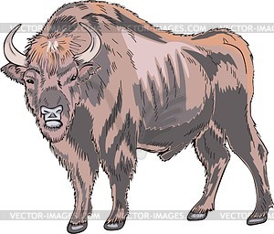 European bison - vector clipart