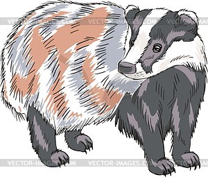 Raccoon dog - vector clipart