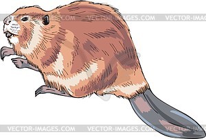 Beaver - vector image