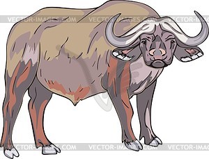 Asian buffalo - vector clipart