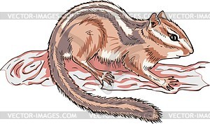 Chipmunk - vector image