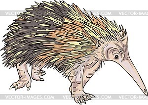 Echidna - vector clipart