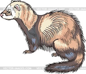 Polecat - vector clipart