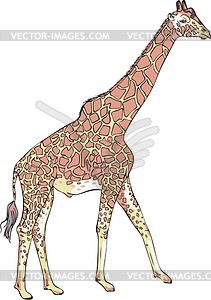 Giraffe - vector image