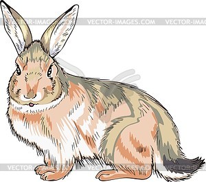 Hare - vector clipart