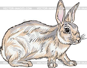 Hare - vector image