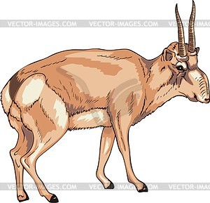 Saiga - vector clipart