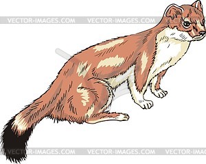 Stoat - vector clipart