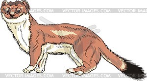 Stoat - vector EPS clipart