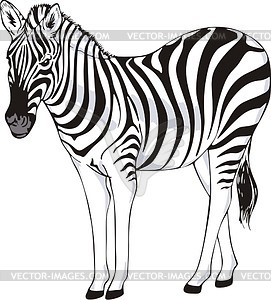 Zebra - vector image