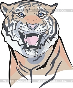 Tiger's head - vector image