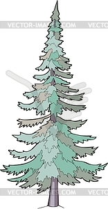 Abies - vector clipart