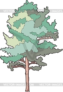 Cedar pine - vector clipart