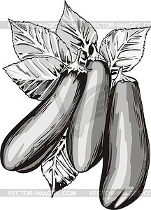 Aubergines - vector clipart