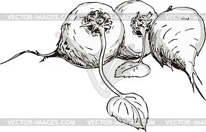Beetroots - vector clipart