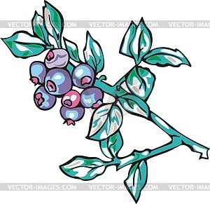 Bilberries - vector clipart