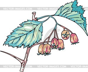 Hawthorn - vector clipart