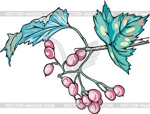 Viburnum - vector clipart