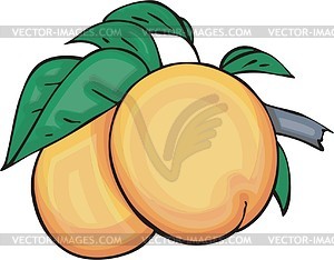 Apricot - vector clipart