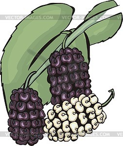 Blackberries - vector clipart