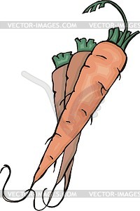 Carrots - royalty-free vector image